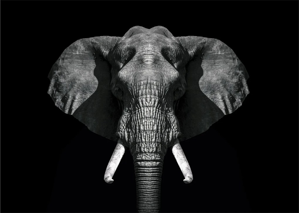 Tablou pe sticlă - Elefant pe fundal negru (70x50 cm)