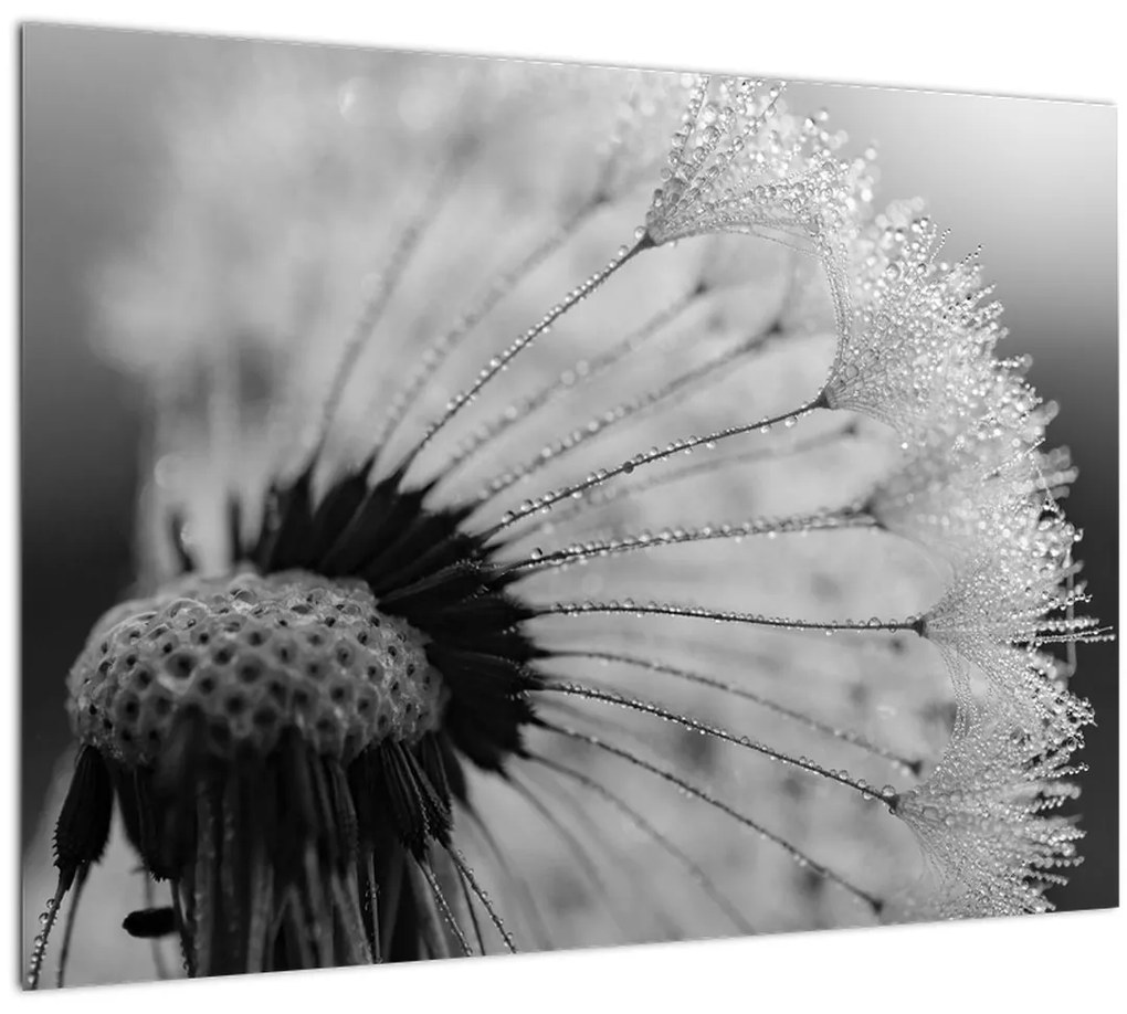 Tablou cu păpădie - albnegru (70x50 cm)