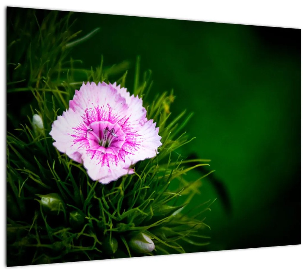 Tablou cu floare roz (70x50 cm)