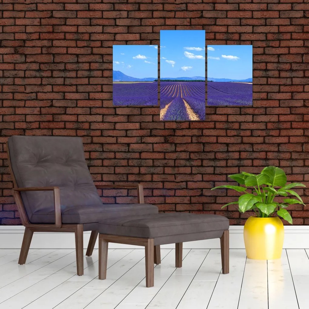 Tablou - Câmp de lavandă (90x60 cm)