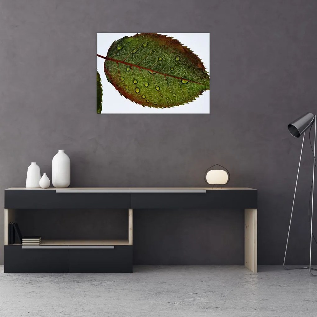 Tablou pe sticlă - Frunze de trandafir (70x50 cm)