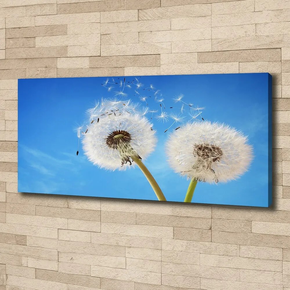 Print pe canvas Păpădia