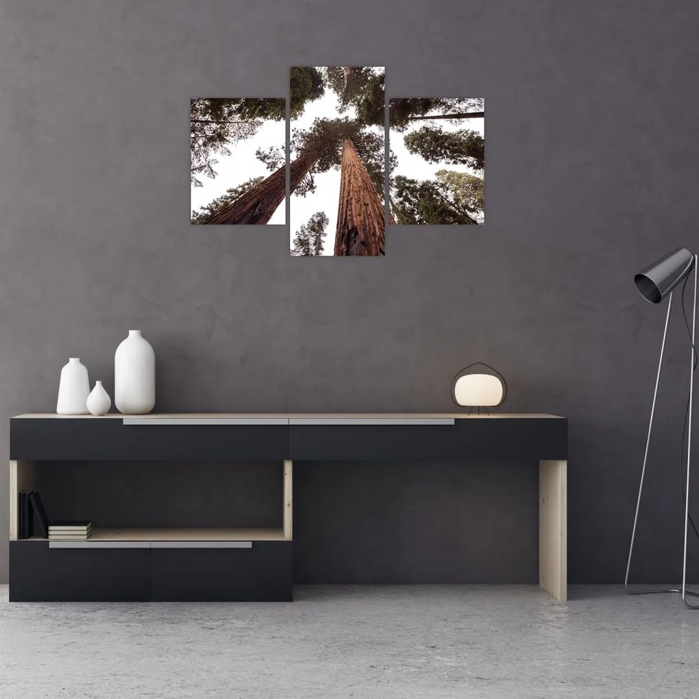 Tablou - Privire prin vârfurile copacilor (90x60 cm)