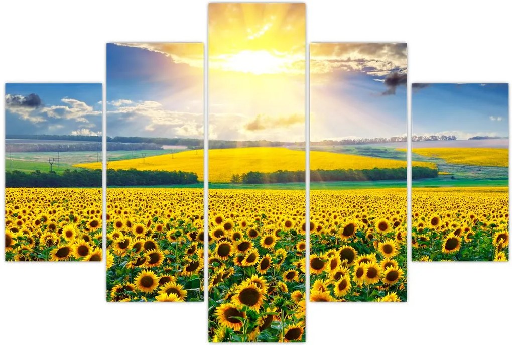 Tablou - Câmp cu floarea soarelui (150x105 cm)