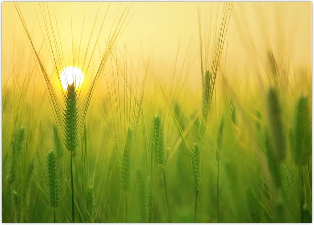Tablou - Câmp cu cereale (70x50 cm)