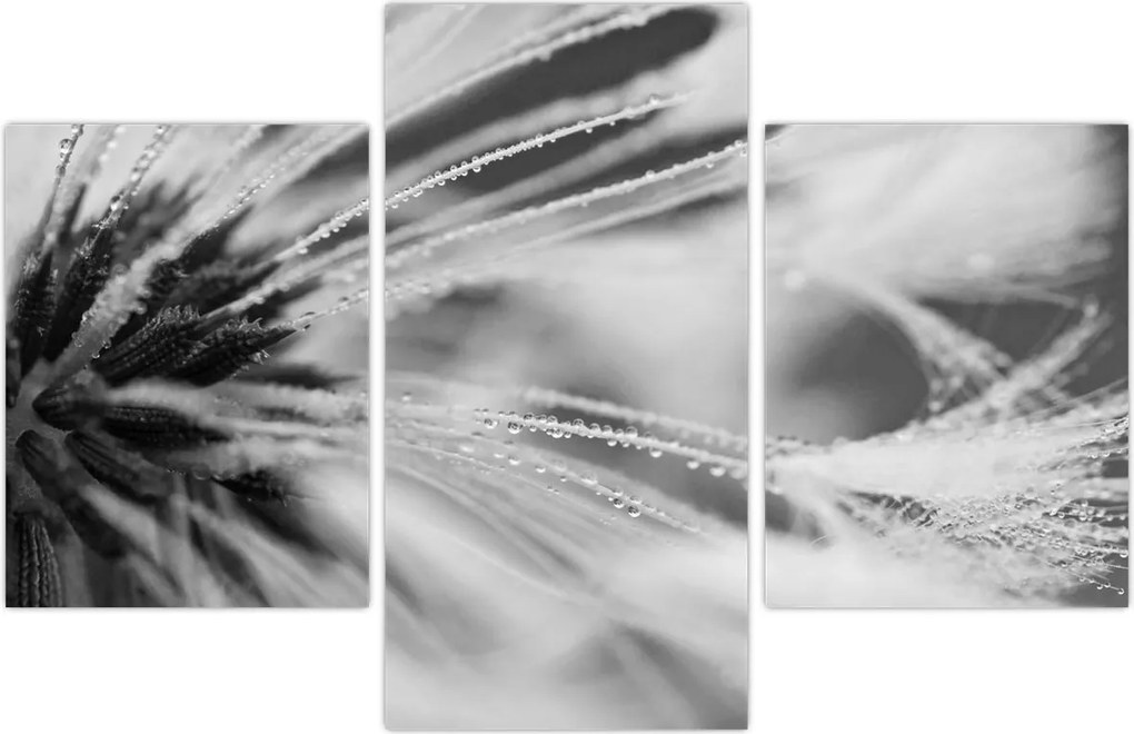 Tablou - Macro,alb-negru (90x60 cm)