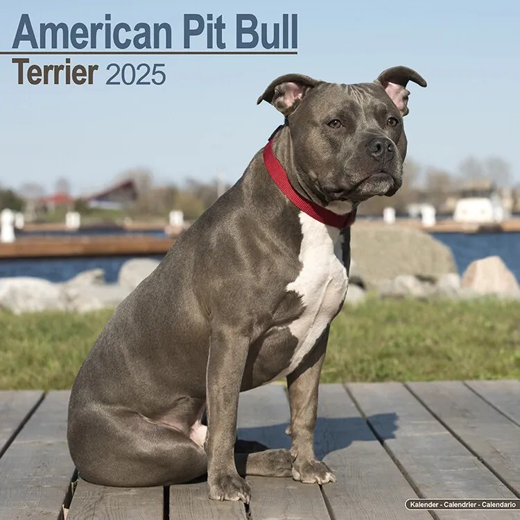 Calendar 2025 American Pit Bull Terrier