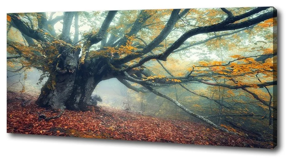 Tablou canvas Copac vechi