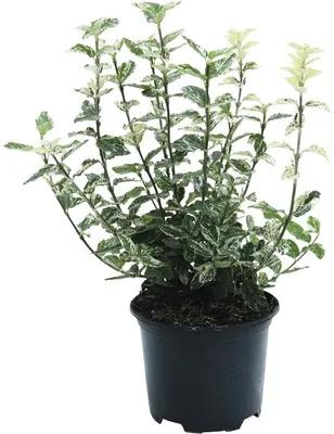 Salbă mare Floraself Euonymus fortunei 'Harlekin' H 15-20 cm Co 0,8 L
