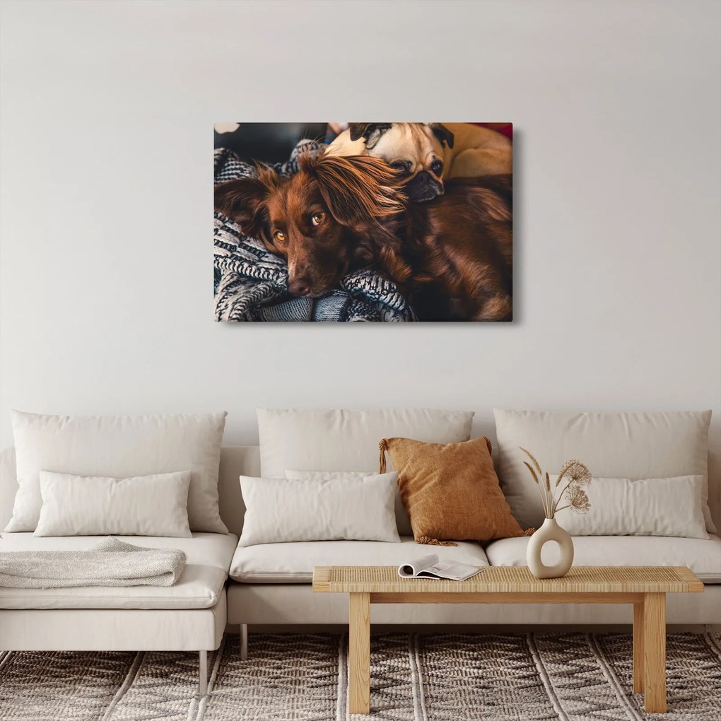 Tablou cu câini dormind (90x60 cm)