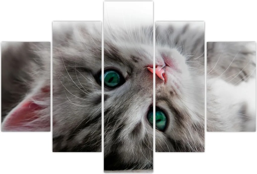 Tablou - Pisica cu ochi verzi (150x105 cm)
