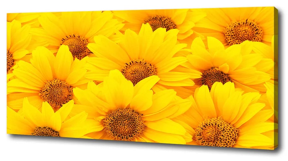 Tablou pe pânză canvas Floarea soarelui