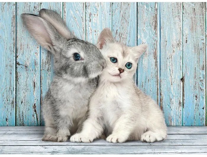 Animale Cat &amp; Bunny Puzzle Clementoni de 500 de piese