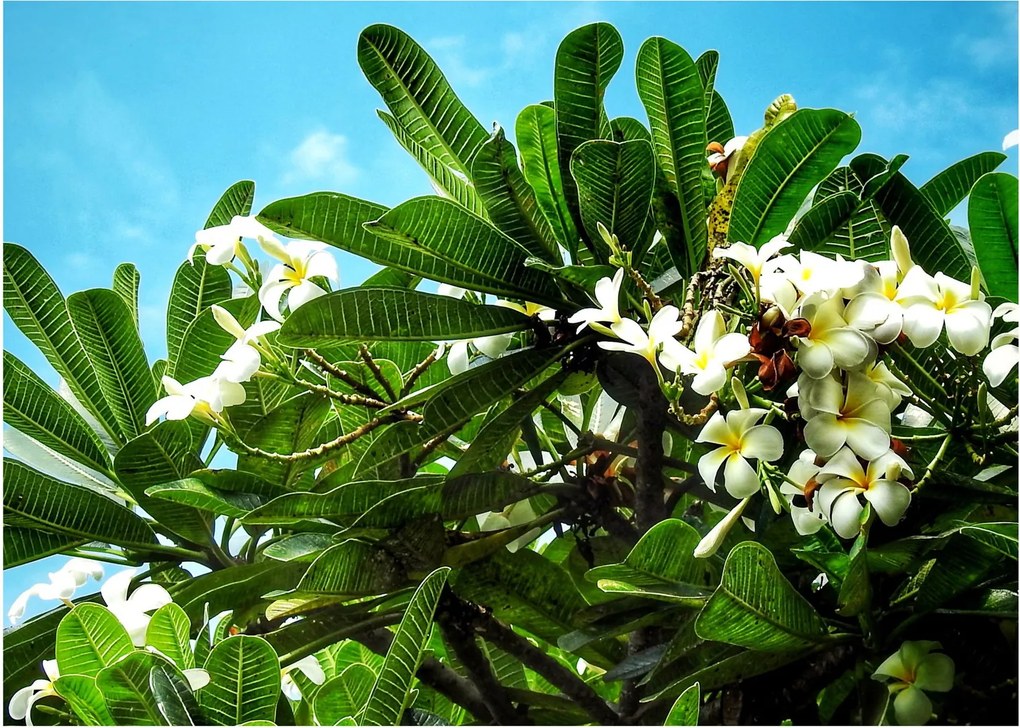 Tablou - Plumeria (70x50 cm)