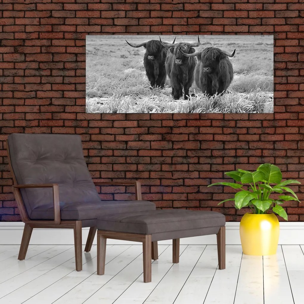 Tablou - Vaci scoțiene (120x50 cm)