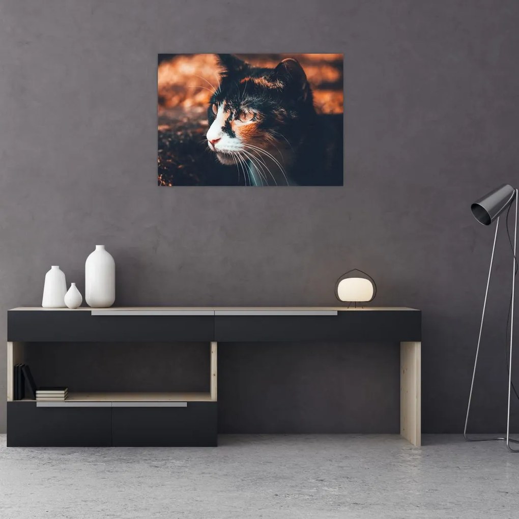 Tablou pe sticlă - Privirea pisicii (70x50 cm)