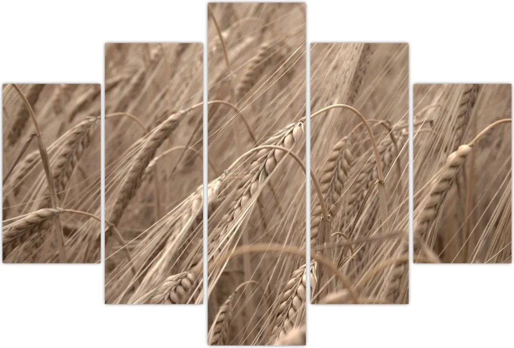 Tablou - Câmpul de aur (150x105 cm)
