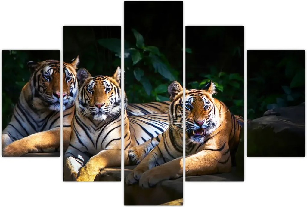 Tablou - Tigrii frați (150x105 cm)