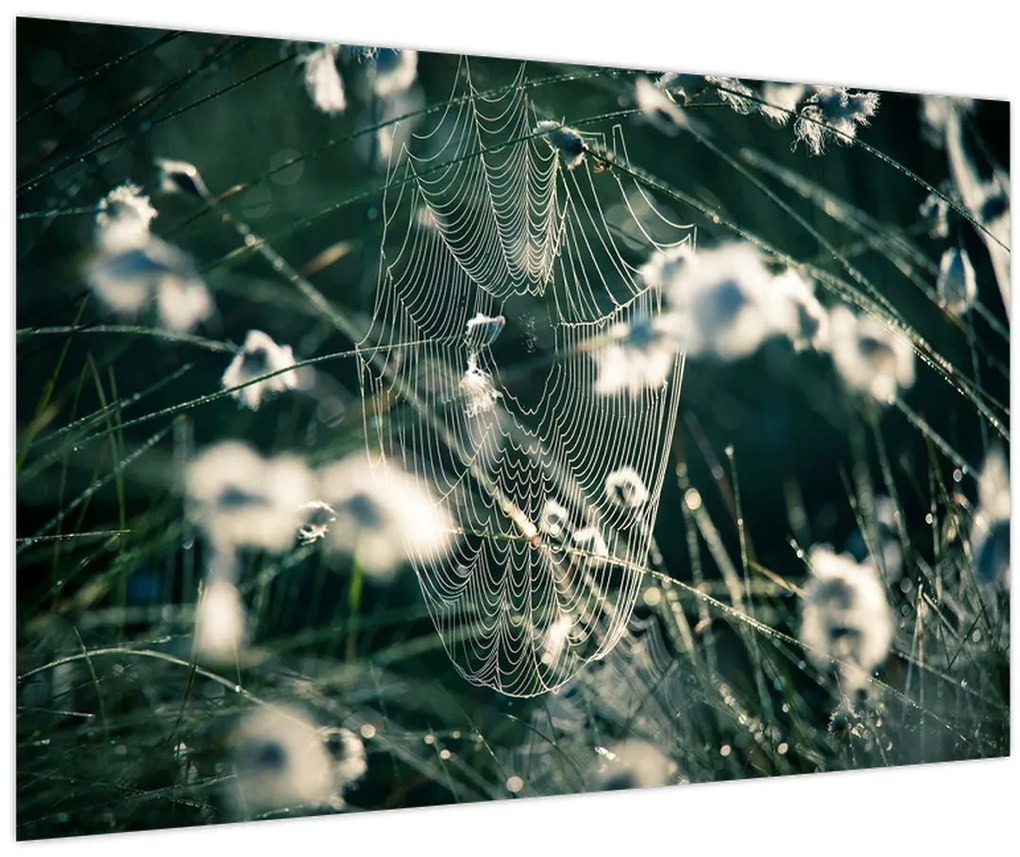 Tablou - Pânză de păianjen (90x60 cm)