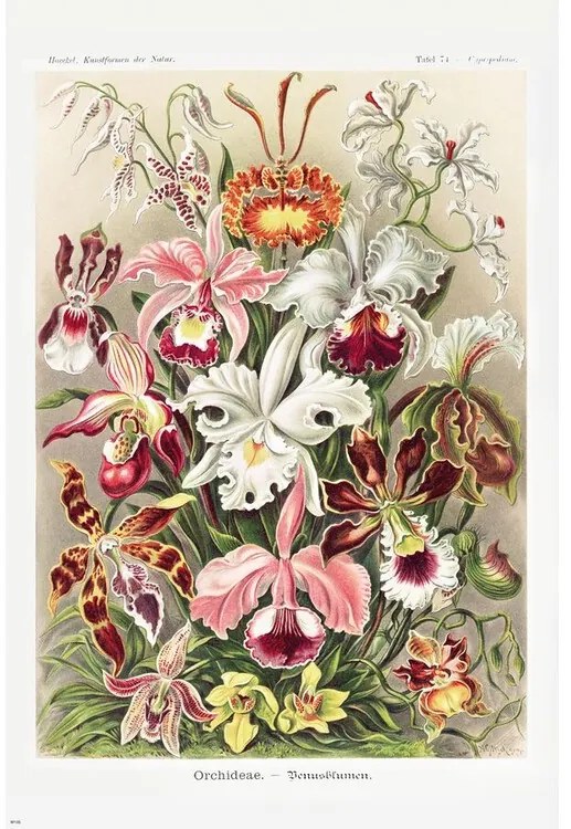 Poster Ernst Haeckel - Orchideen