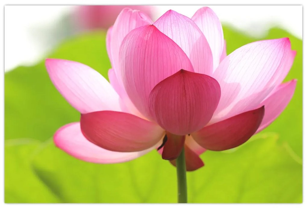 Tablou cu flori de lotus (90x60 cm)