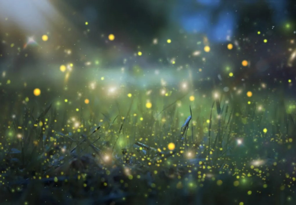 Fototapet - Lunca sânzienelor (147x102 cm)