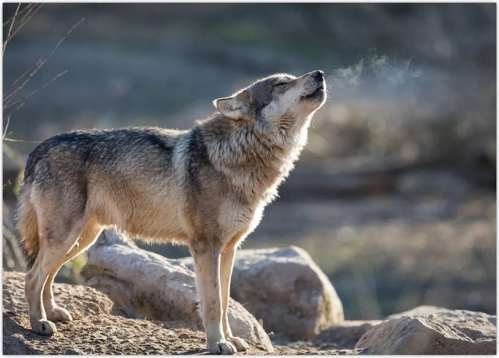 Tablou - Lupul urlător (70x50 cm)
