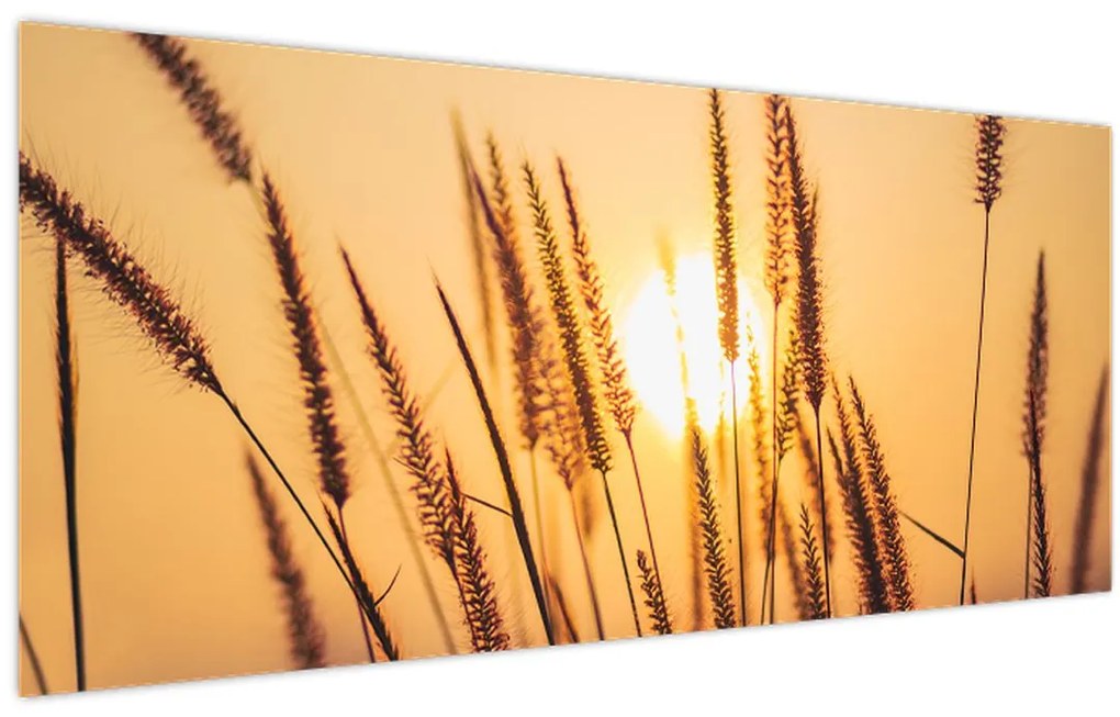 Tablou - Iarbă la soare (120x50 cm)