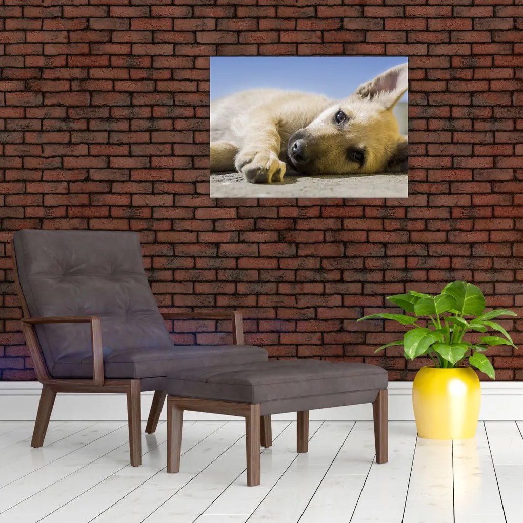 Tablou cu cățeluș dormind (70x50 cm)