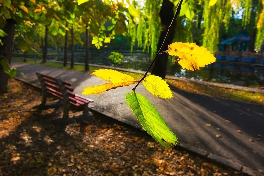 Tablou Peisaj parc printre frunze - 40x30 cm