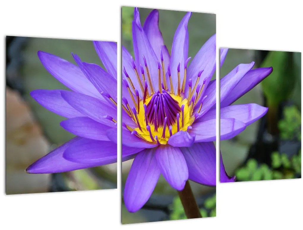 Tablou - Floare violet (90x60 cm)