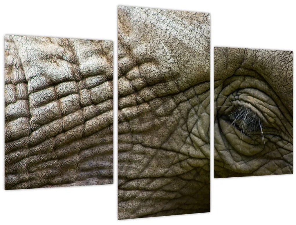 Tablou - Prim-planul ochiului de elefant vechi (90x60 cm)