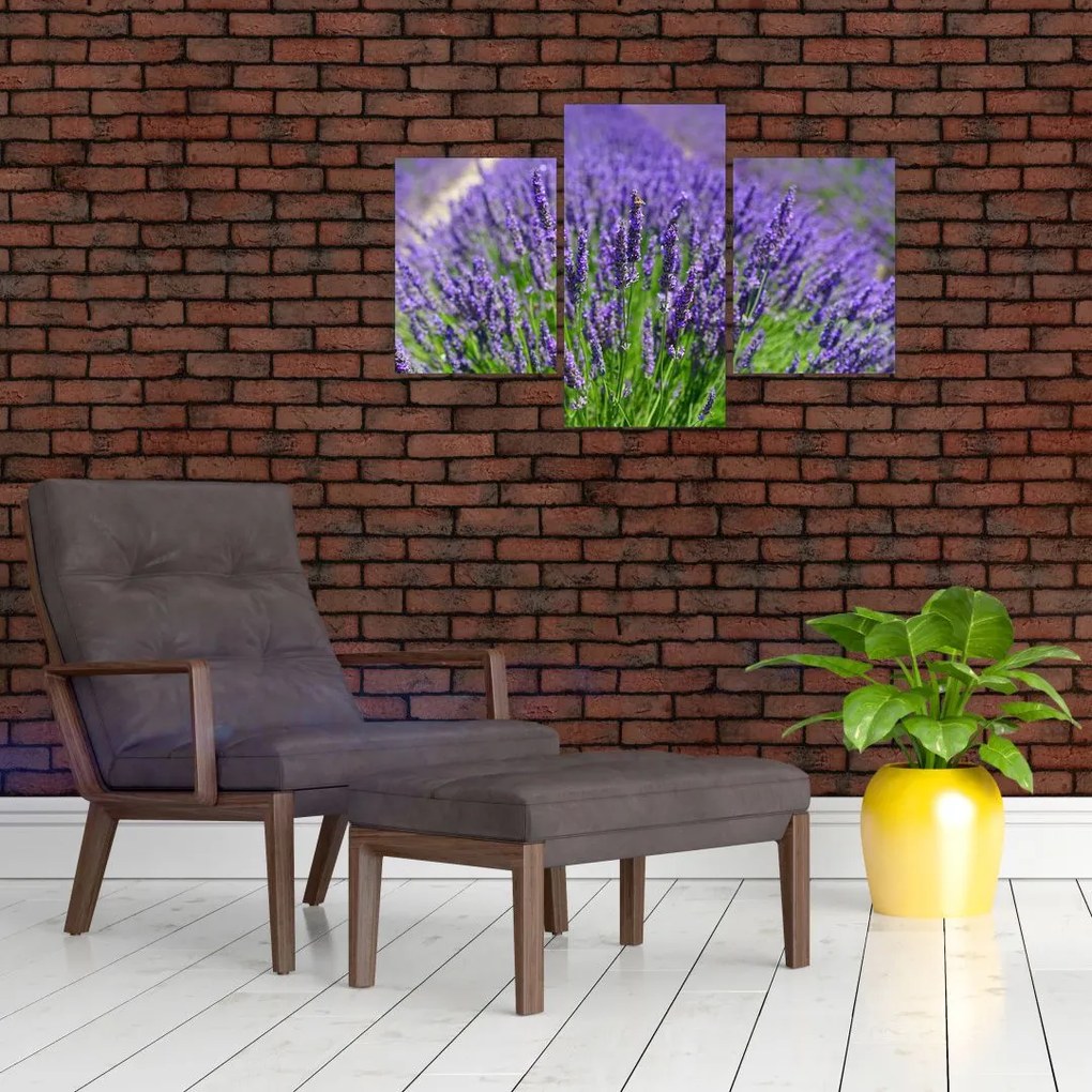 Tablou - lavanda (90x60 cm)