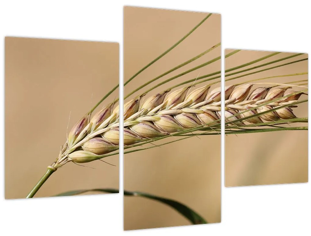 Tablou - Grâu (90x60 cm)