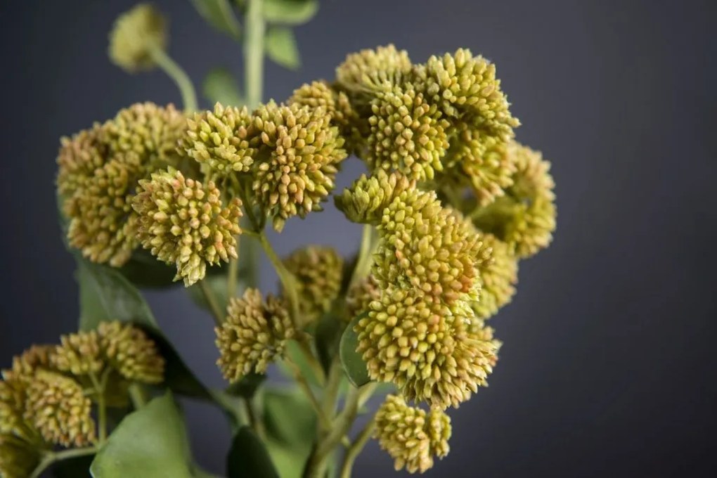 Aranjament floral mediu design LUX SEDUM PLANT