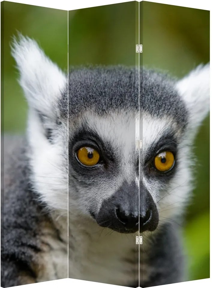 Paravan - Lemur (126x170 cm)