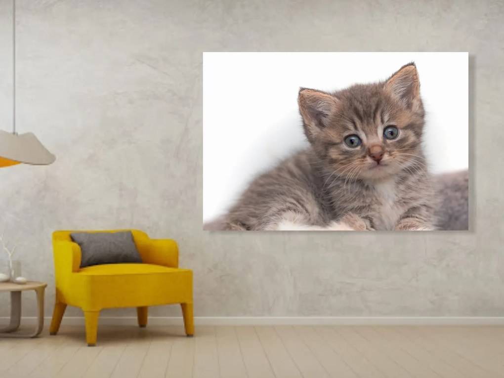 Tablou canvas pisoi - 60x40cm