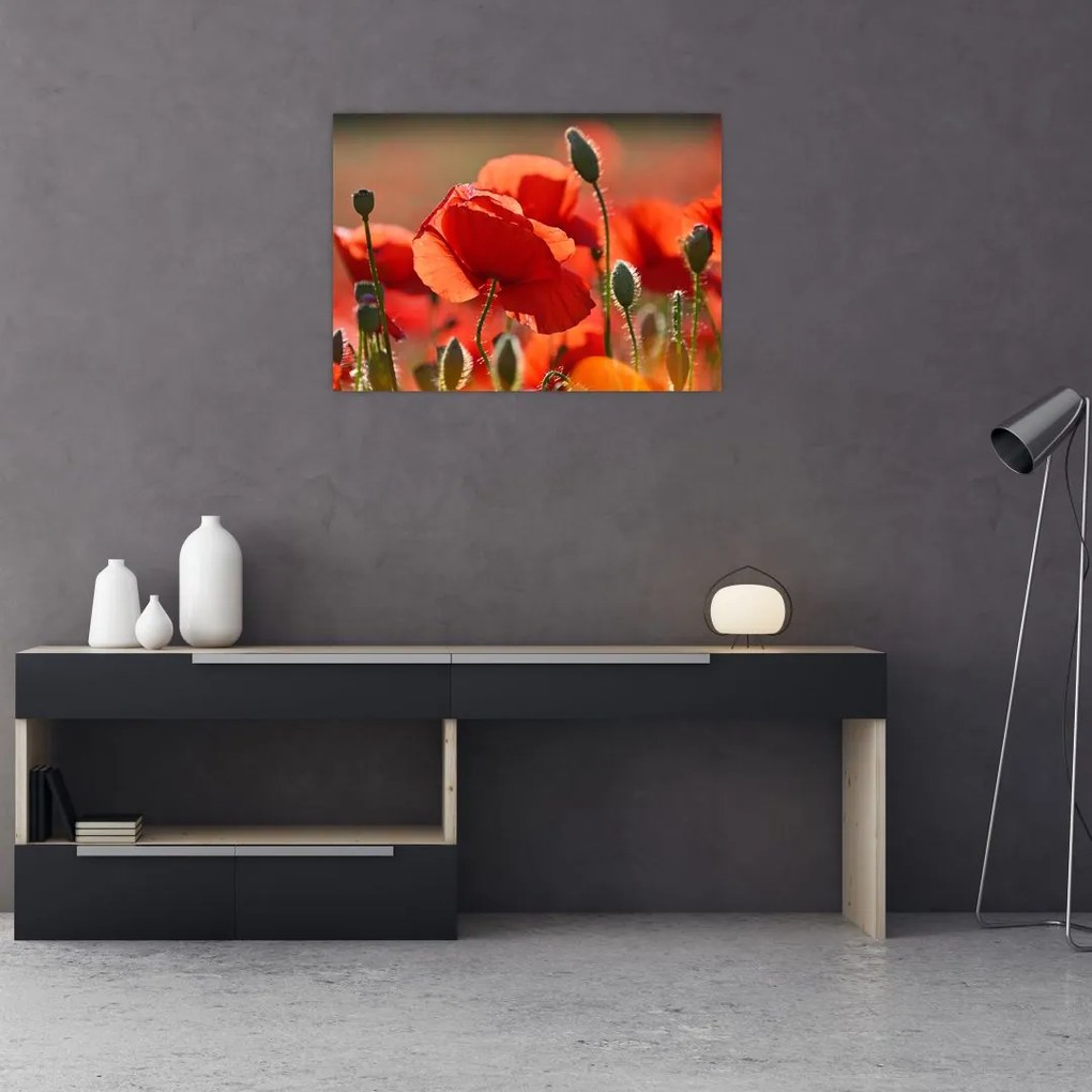 Tablou pe sticlă cu flori de maci (70x50 cm)
