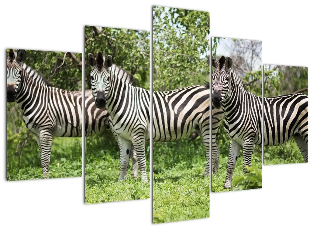 Tablou cu zebre (150x105 cm)