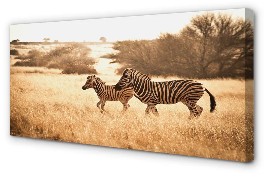 Tablouri canvas Zebra câmp apus de soare