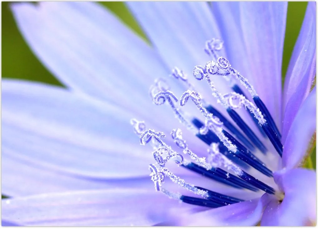 Tablou - Floare (70x50 cm)