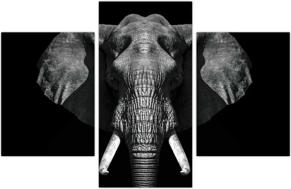 Tablou - Elefant pe fundal negru (90x60 cm)