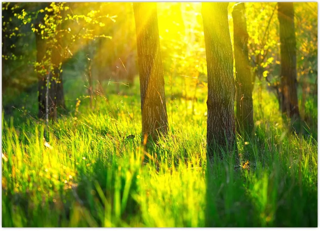 Tablou - Trezirea de primăvară a pădurii (70x50 cm)