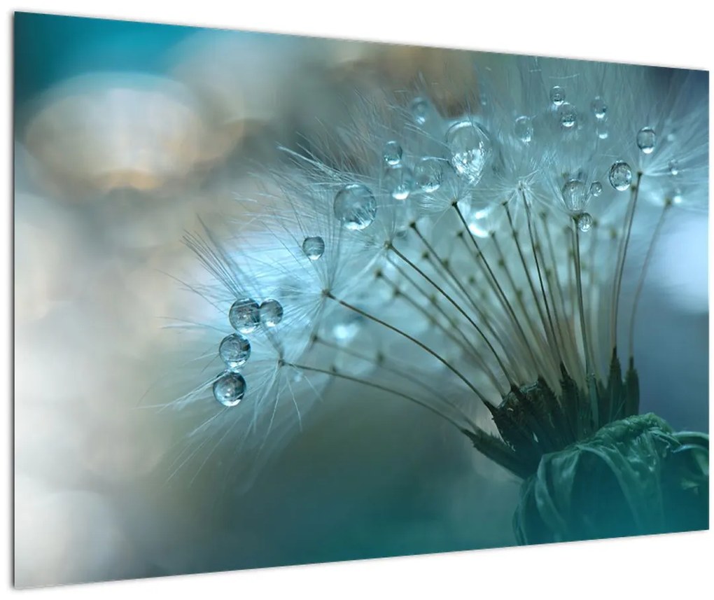 Tablou - păpădie - petrol (90x60 cm)