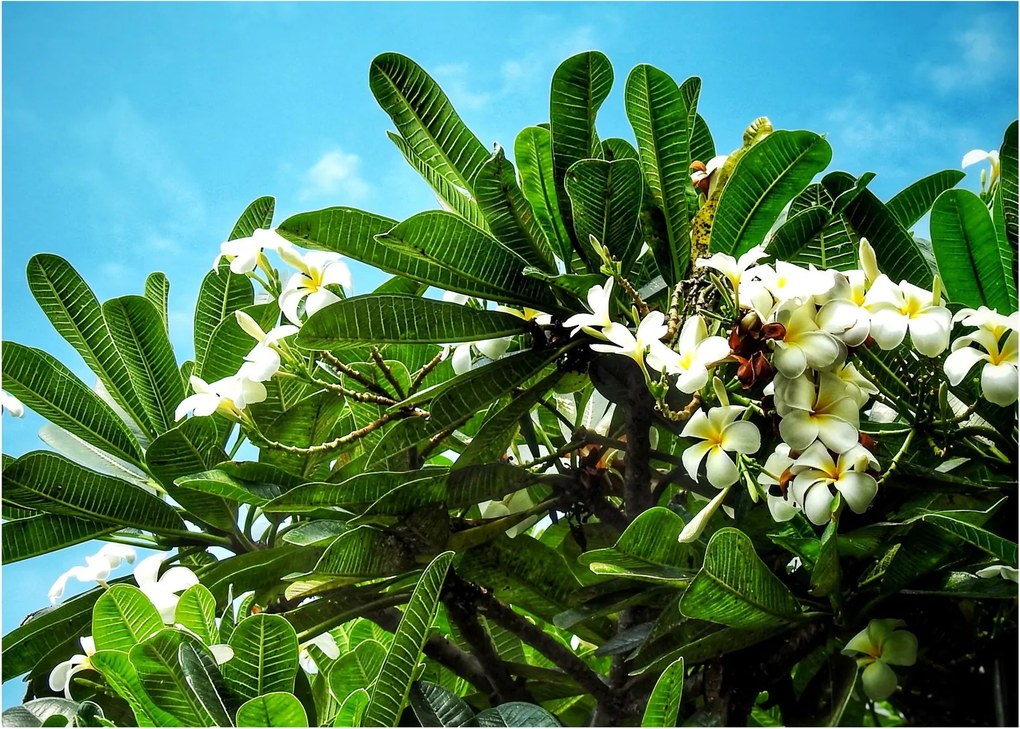 Tablou pe sticlă - Plumeria (70x50 cm)