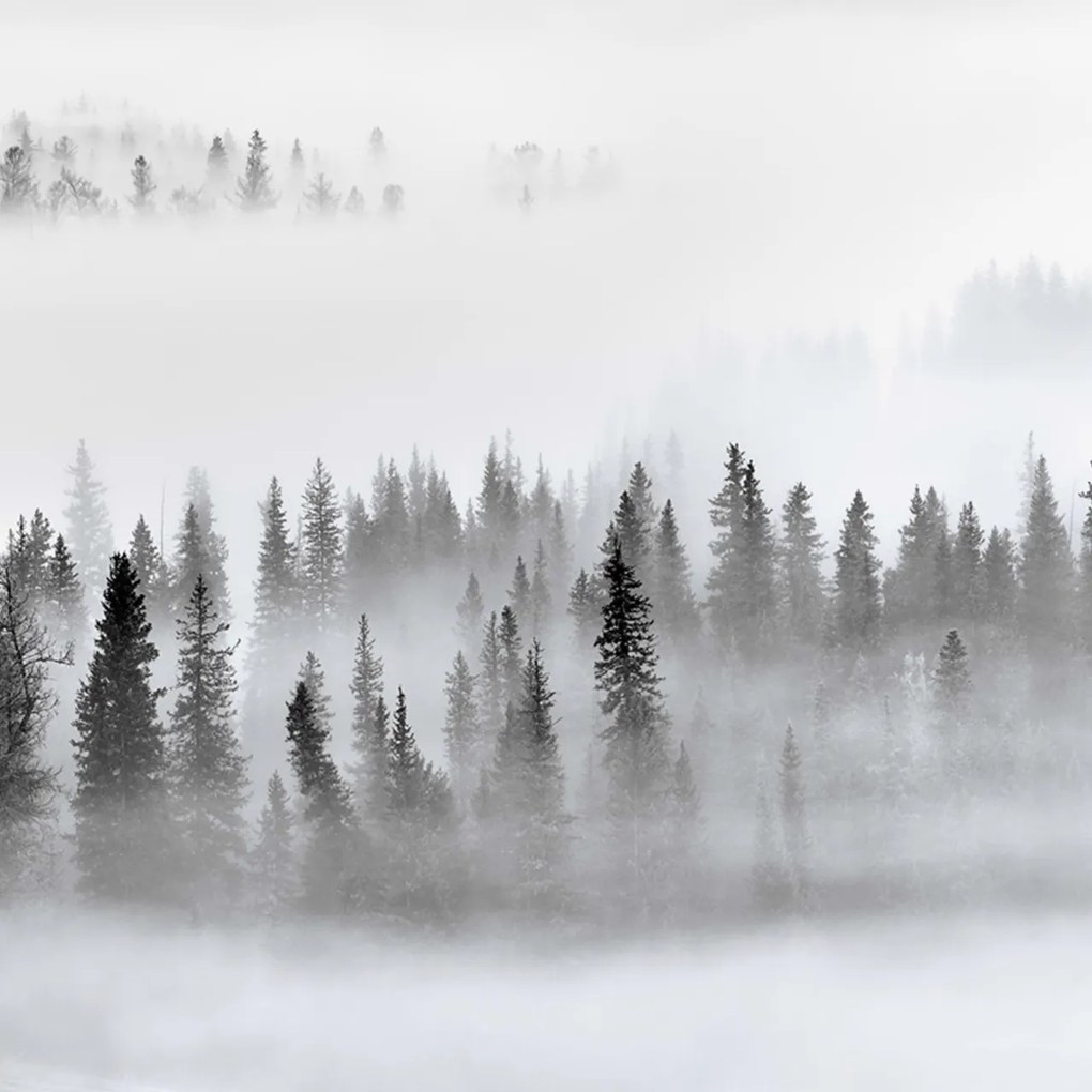 Fototapet, Calm Forest, Rebel Walls