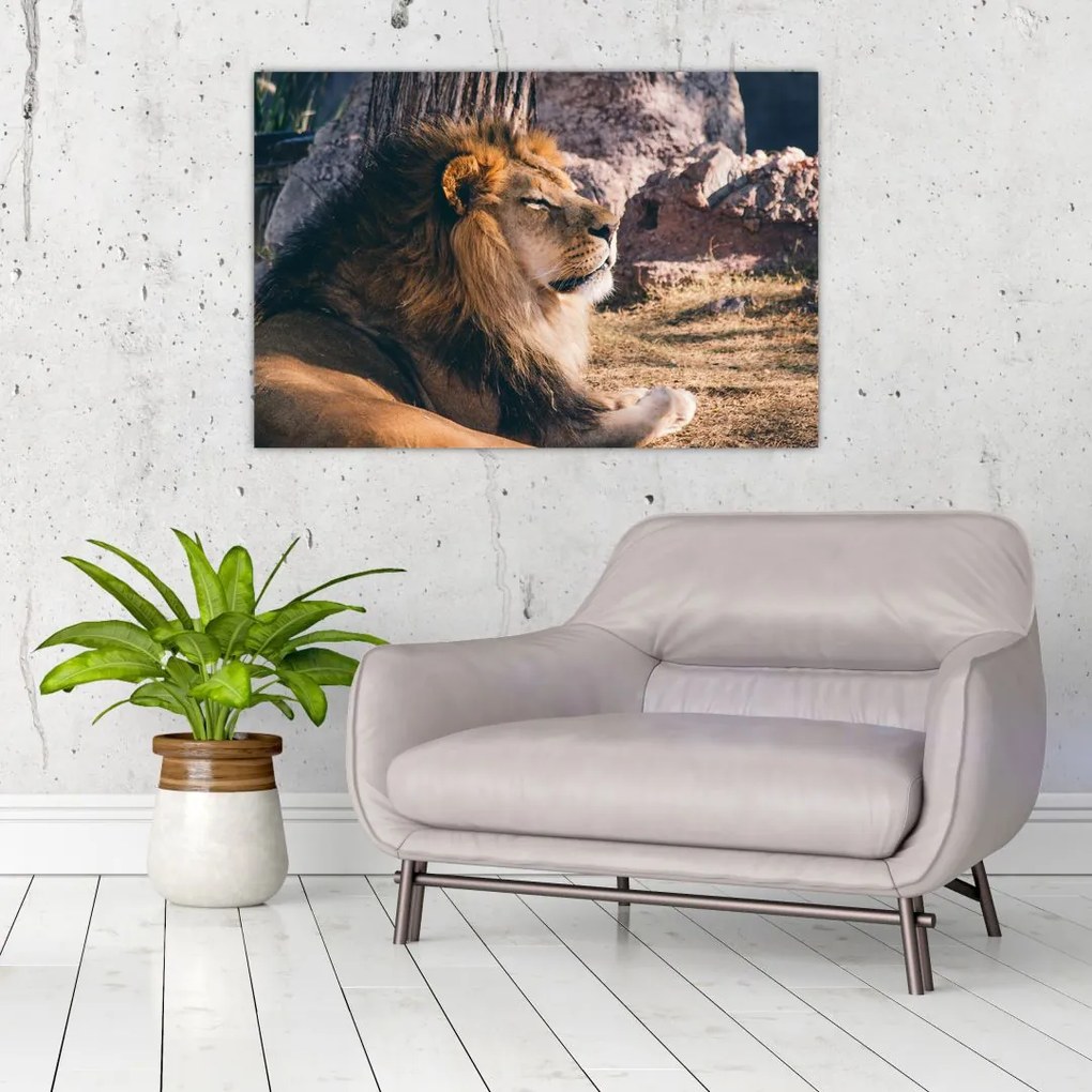 Tablou cu leul dormind (90x60 cm)