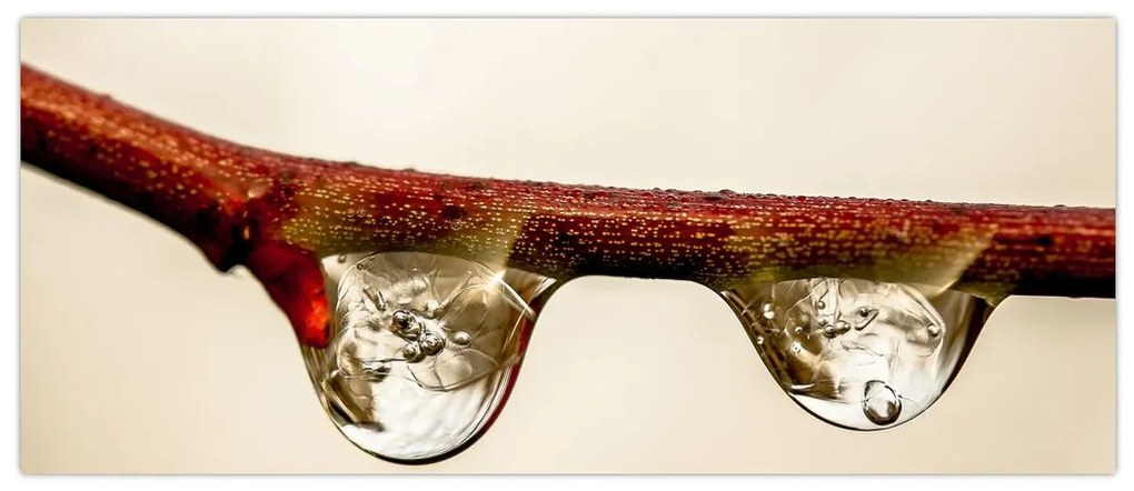 Tablou cu picături de apă pe creangă (120x50 cm)