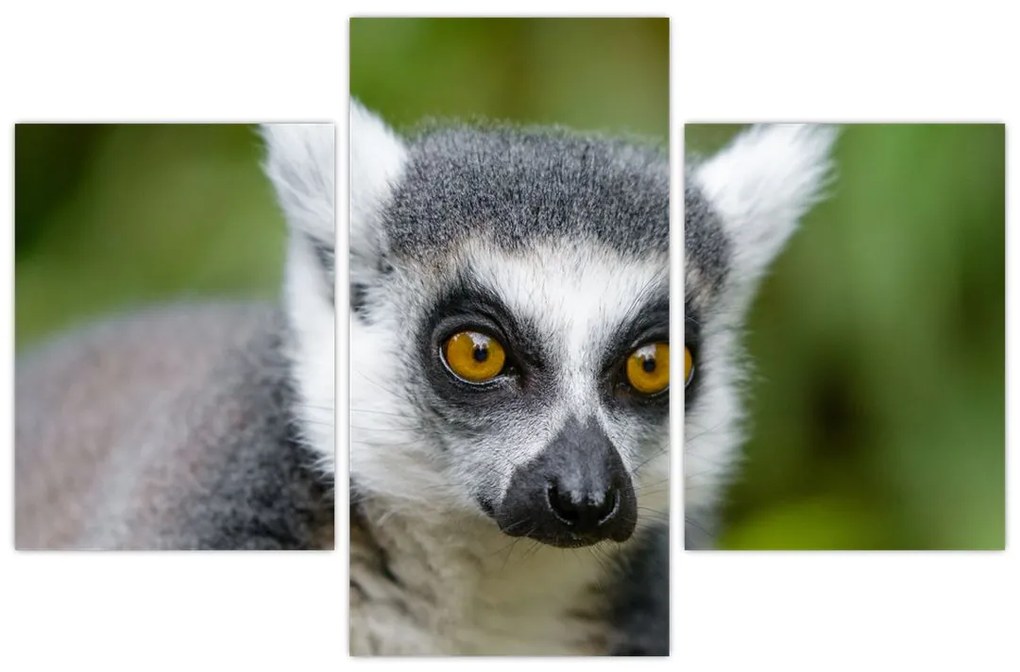 Tablou cu lemur (90x60 cm)