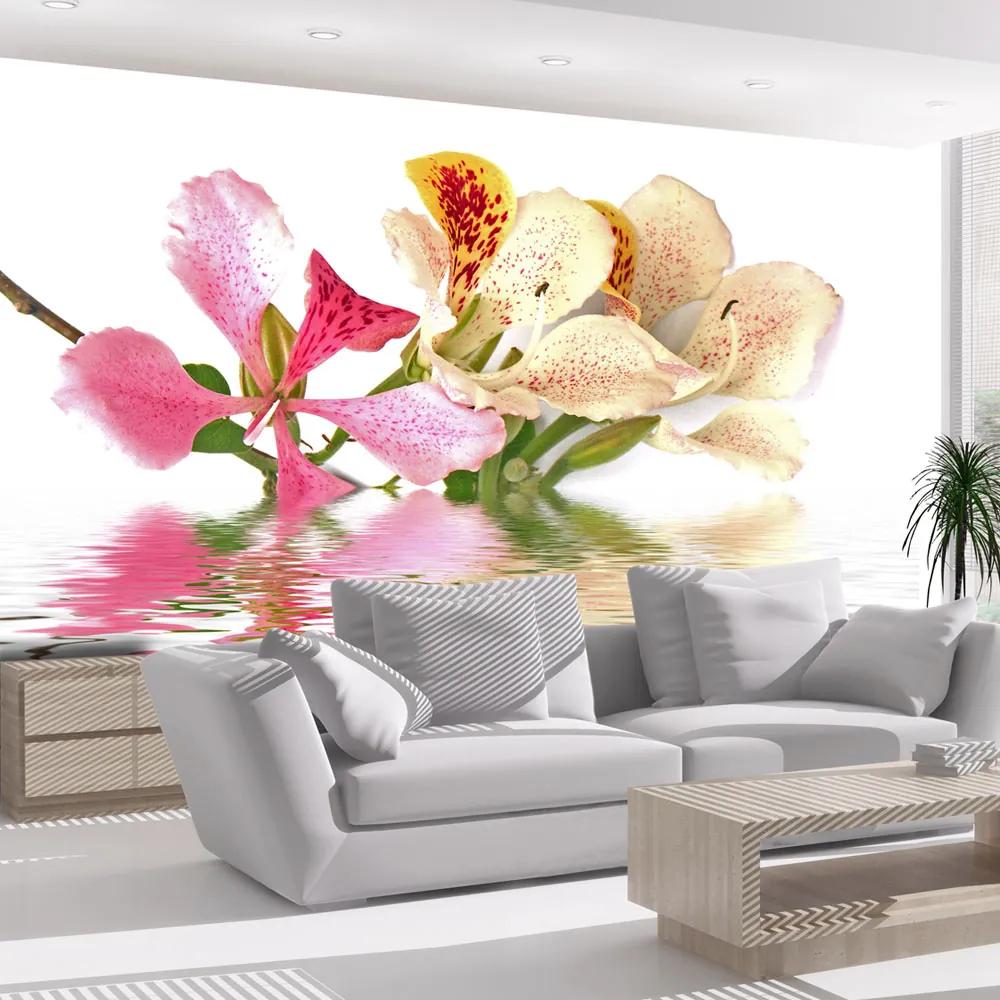 Fototapet Bimago - Tropical flowers - orchid tree (bauhinia) + Adeziv gratuit 200x154 cm